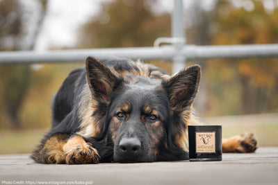 Wet Dog Candle handpoured by women refugees in the U.S. at Prosperity Candle next to a German Shepherd.